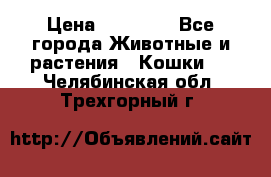 Zolton › Цена ­ 30 000 - Все города Животные и растения » Кошки   . Челябинская обл.,Трехгорный г.